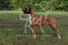 Boxer