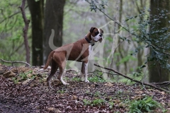 Boxer