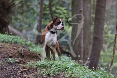 Boxer