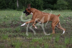Boxer
