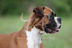Boxer
