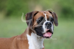 Boxer