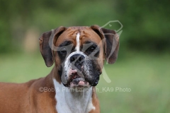 Boxer
