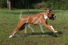 Boxer
