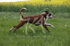 Boxer