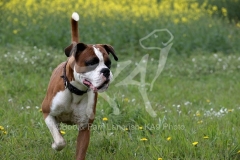 Boxer