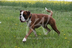 Boxer