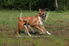 Boxer