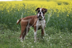 Boxer