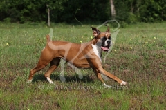 Boxer