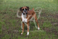 Boxer