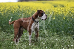 Boxer