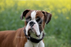 Boxer