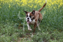 Boxer