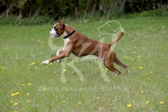 Boxer