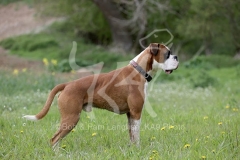 Boxer