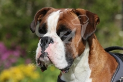 Boxer