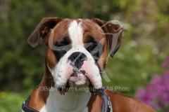Boxer