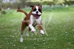 Boxer