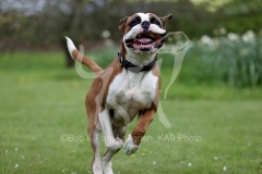 Boxer