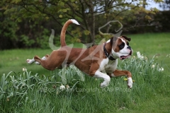 Boxer