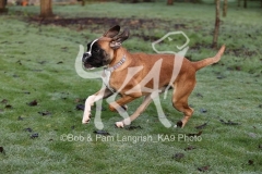 Boxer