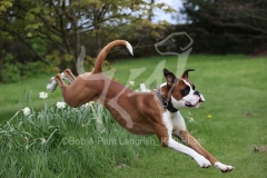 Boxer