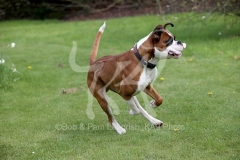Boxer