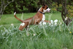 Boxer