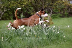 Boxer
