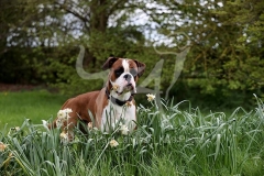 Boxer
