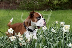 Boxer