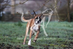 Boxer