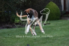 Boxer