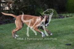 Boxer