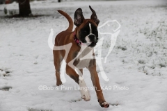 Boxer