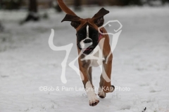 Boxer