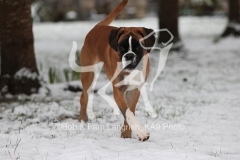 Boxer
