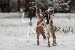 Boxer