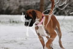 Boxer