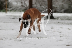 Boxer