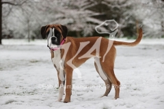 Boxer