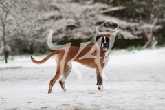 Boxer