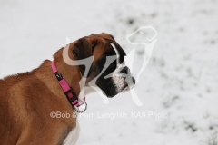 Boxer