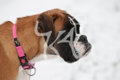 Boxer