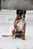 Boxer