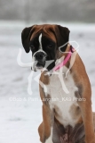 Boxer