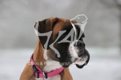 Boxer