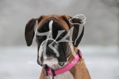 Boxer