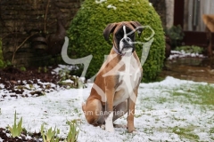 Boxer